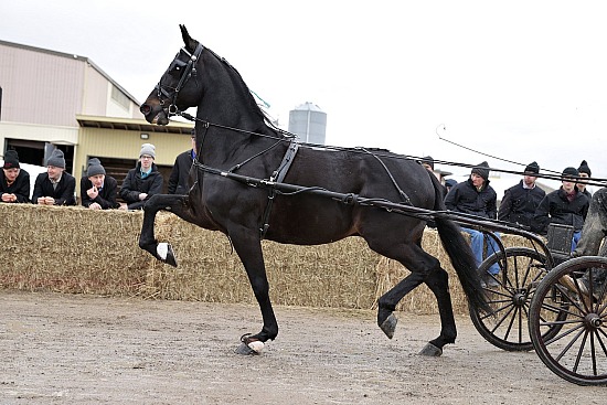 2026  Stallion Presentation