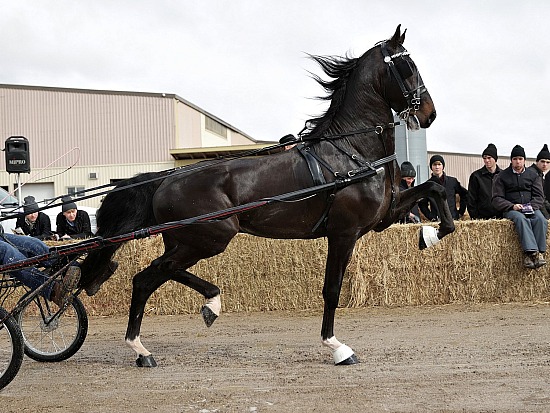 2026  Stallion Presentation