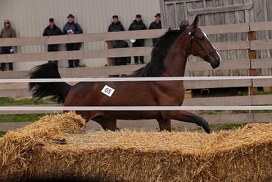 2026 Canadian Yearling Sale