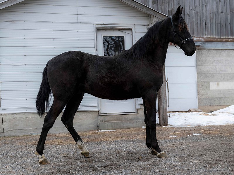 Joel Stoll Horse (B)_2 (1).jpg